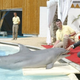 Illustration for article titled Two dolphins dead after ingesting synthetic heroin